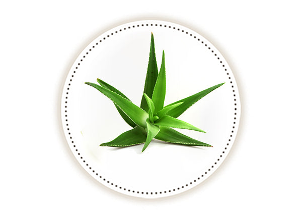 Leaves of aloe vera on white background
