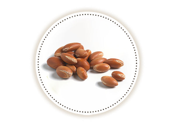 Brown Kernels of argan tree on white background