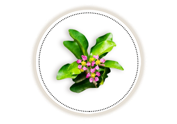 Galbra flower, licorice with leaves Lodhra in a bowl on white background