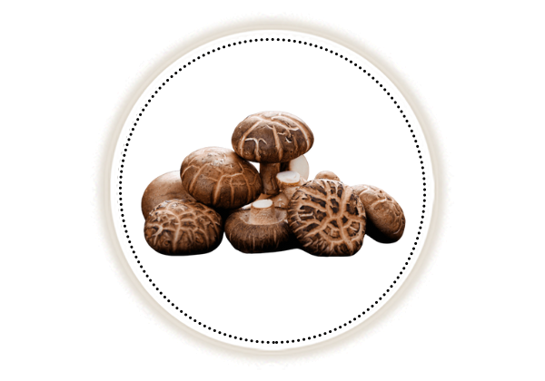 Shiitake mushrooms on white background