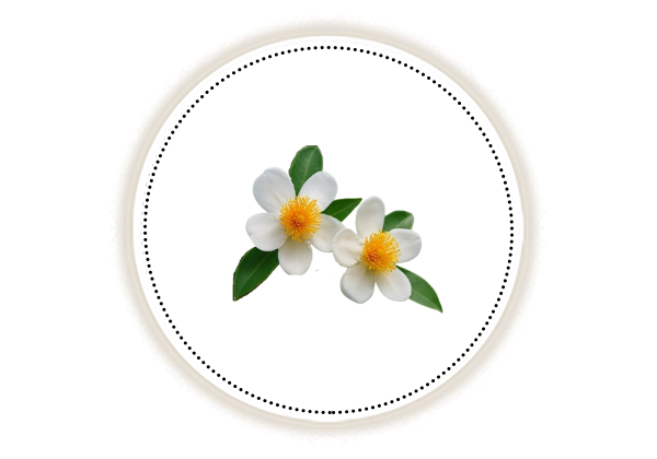 Nagkesar flowers and leaves on white background