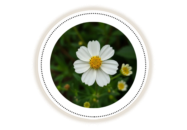 Nargis flower on white background