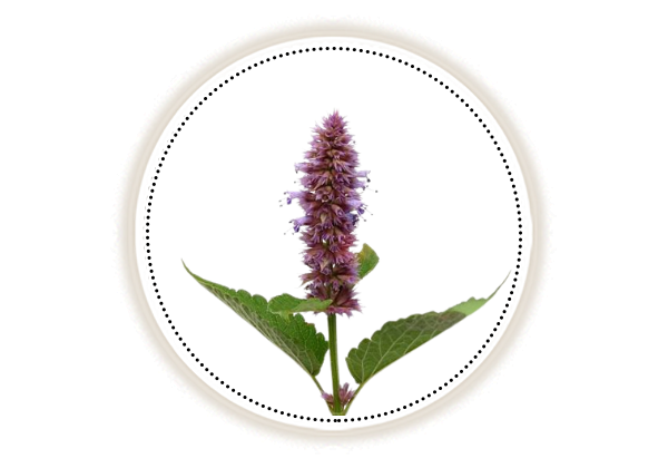 Patchouli flower on white background