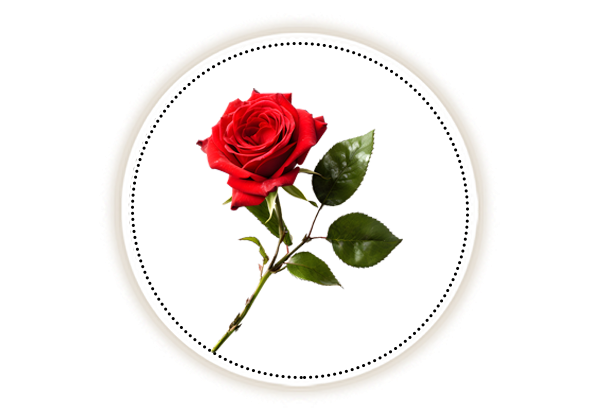 Rose flower on white background