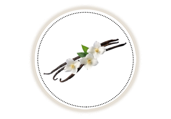 Vanilla bean pods and flowers on white background