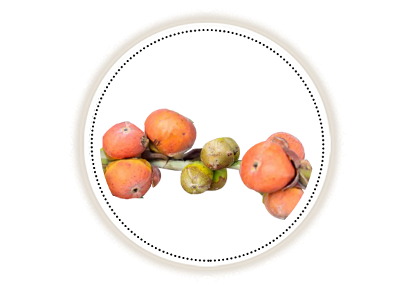 Vatankur fruit on white background