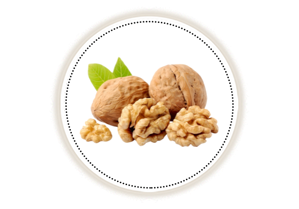 Walnut on white background