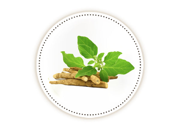 Ashwagandha twigs and green leaves on white background