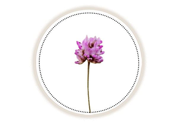 bakuchi flower on white background