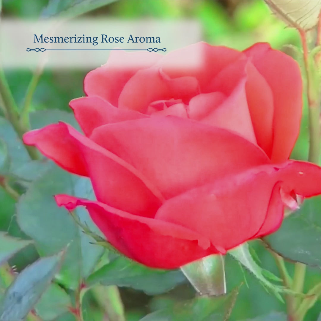  Rose Toner Water & Face Tonic Mist